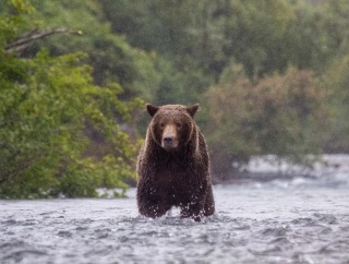 アラスカ州で訓練中の米陸軍兵士2名がヒグマに襲われ負傷…クマ撃退スプレーで助かる！