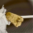 オオタバコガのラッキーちゃん（2026/01/27）