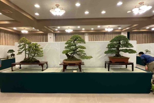 雨竹 盆栽 水石 便り - 展示会