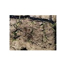 好天「家庭菜園」