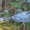 産卵期でスッポンが出て来た🐢📸（多々良沼公園）
