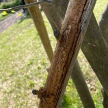 �ؿ����滳ƻ���Ķ����������ײ�ָ��Ĳڤ����ɤ�21����ˤ�����ڤ�ź���ڤ�����ű��뤳�Ȥˤʤ�ޤ������٤β���