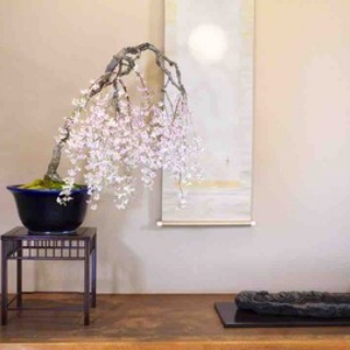 雨竹 盆栽 水石 便り