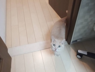 麦はお外が見たいです