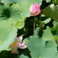 ハスの花！