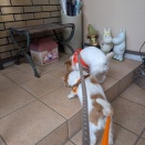 ルイ兄貴とお散歩