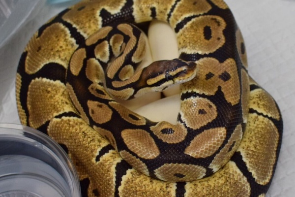 洋書　The Complete Ball Python ボールパイソン 🐍 ・2024JPCB クラウン ♂ ・1.0 Clown ・F20250331005
