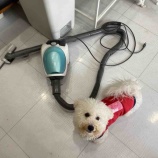 『緊急で掃除機を募集します!!』の画像