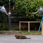猫写真家・沖 昌之のブログ　野良ねこちゃんねる。　