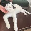 里親さんを待ってる猫たち(4/22)