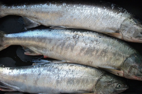 道北の釣りバカ サケ