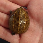 『爬虫類オススメ情報！』の画像