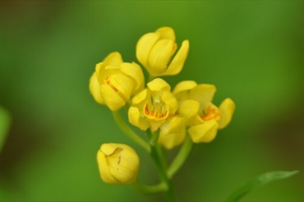 勝手に花言葉 徒然なるままに キンラン