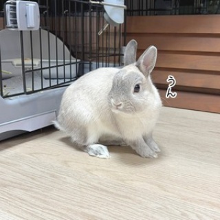 ブンチョ日誌