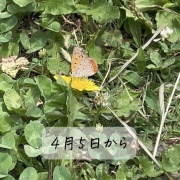  4月5日　玄鳥至(つばめきたる)