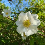 神戸のアロマテラピースクール Old Kobe Cafe & Neroli Cafe のブログ