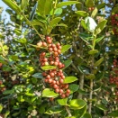 クリスマスホーリーの実が赤らんできた