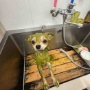 トリミングのお客様🐶