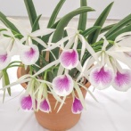 サンシャインシティ世界の蘭展2026へ⑨(2026年1月)