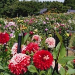 ターシャの布しごと＆花だより
