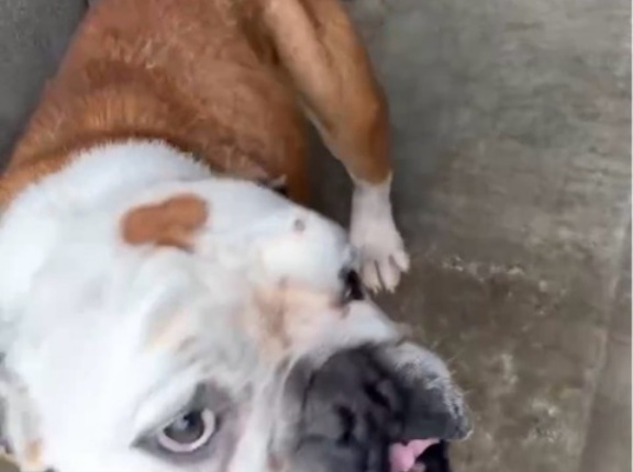 ブルドッグ、フレブルの里親募集です🐶👌