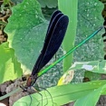 本物が大切でしょ・・・