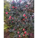 エクストラネット2.0