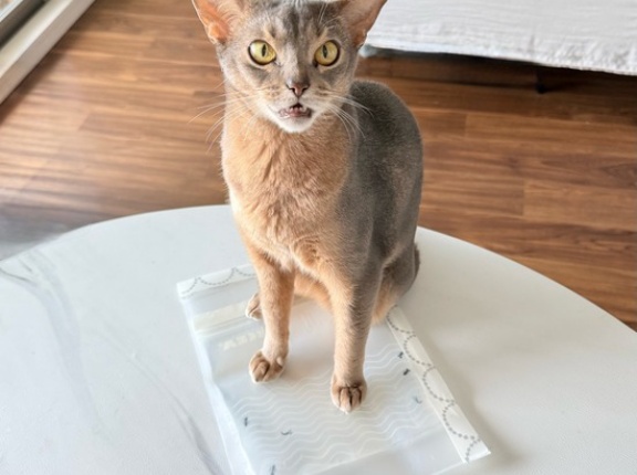 Threadsでバズってる猫のオモチャを作った