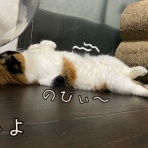 cat cafe Prince
