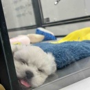 ペキビション