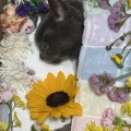 愛猫の旅立ち