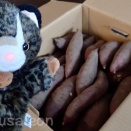 ＃松太郎親分の美味しい、甘いさつまいも