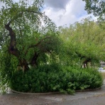 主観的アルゼンチン/ブエノスアイレス事情