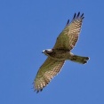 2026年8月8日の野鳥公園
