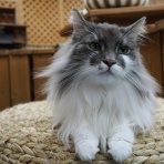 猫カフェ ねこまんまBlog