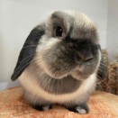 バナナ、ばなな、甘蕉