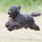 わんわんアイランド淡路島