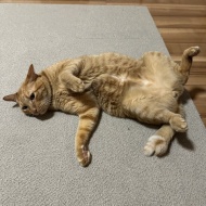 マレーシア生まれの猫は日本の冬に対応できるのか？