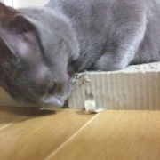猫とは思えない遊び方をする大きな猫