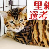 『【里親募集中】ベンガル猫のとらまる』の画像