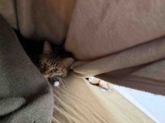 添い寝大好き！コムギちゃん　20260121