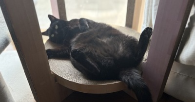 【猫写真】リラックス中のシニア猫