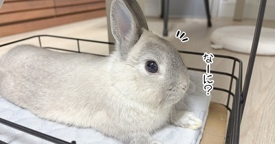 うさぎのルリ(6/15追記)