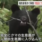 【悲報】クマの専門家が警鐘「完全にフェーズ変わった、食べるために狙うという発想」
