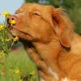 『何の気なしに犬に与えるプレッシャーも負の強化子となりうる』の画像