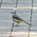 2026年10月17日の野鳥公園