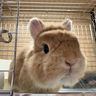 うさぎブログ　うさぎのしっぽ公式ブログ「日々しっぽ」