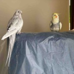 waka ⭐ のの＆のあ そしてぎずも