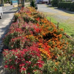 向島ポンポコ日記