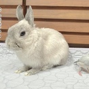 うさぎのルリ(3/14追記)